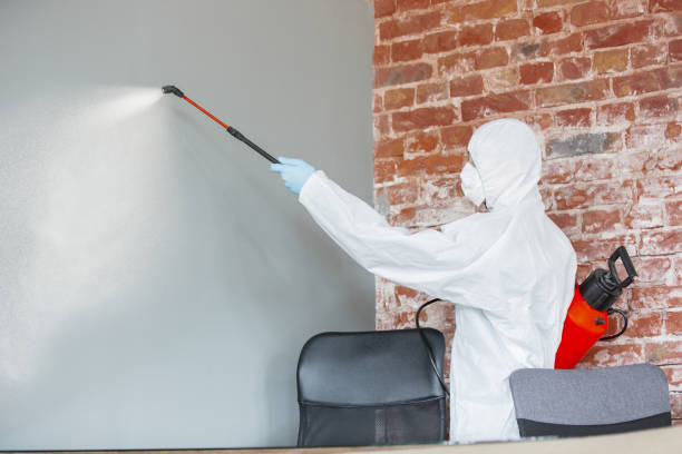 Best Black Mold Removal  in Tampa, FL
