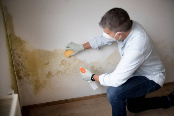 Best Mold Damage Restoration  in Tampa, FL