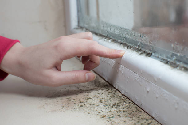Best Environmental Consulting for Mold Prevention  in Tampa, FL